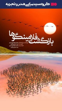 بازگشت فلامینگوها در هاشور