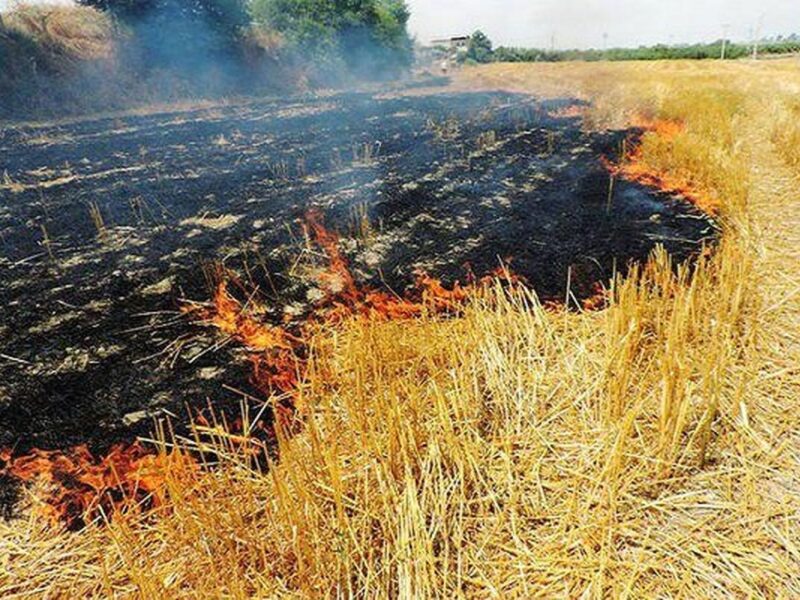 ​آتش زدن مزارع پس از برداشت محصول باور غلط و ضرورت راهکارهای حقوقی و تشویقی مسئولان