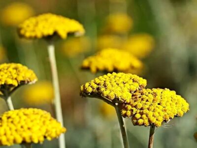 خواص بومادران برای سلامتی و لاغری