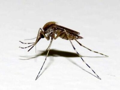 علائم و نشانه‌های مالاریا