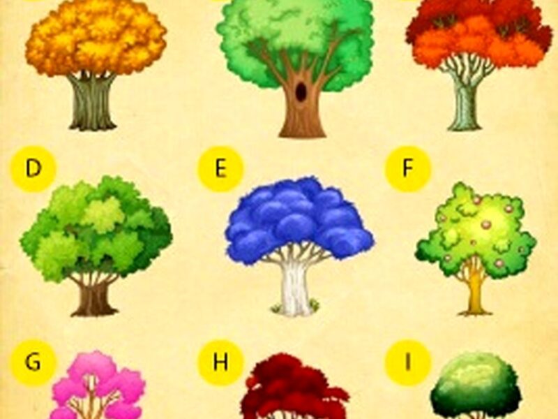 تست شخصیت شناسی/ شما کدام درخت را انتخاب می کنید؟