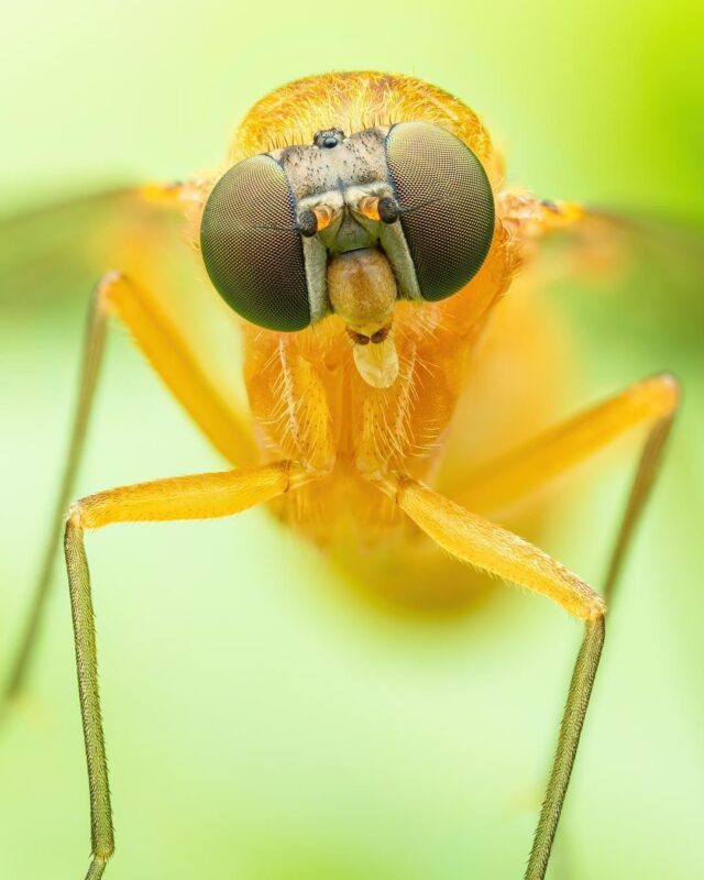 ظرافت طبیعت در دنیای کوچک: سفری به دنیای یک مگس کوچک (عکس)