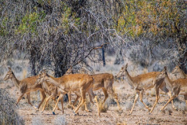 Iran reports major increase in its wildlife population