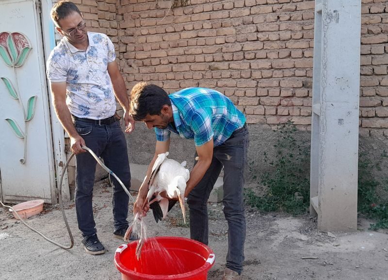 تیمار جوجه لک لک  مصدوم روستای قراجه  محمد مرند