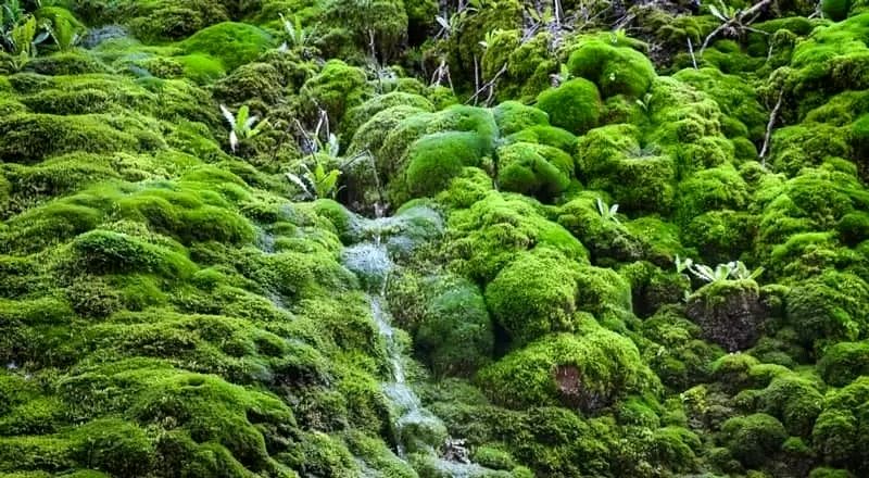 شهر بدون قبرستان ایران کجاست و به چه علت اینگونه است؟ (عصرایران)