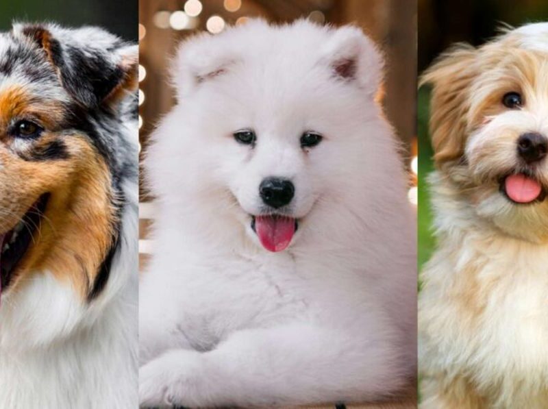 ۱۰ نژاد سگ پشمالو که برای نوازش کردن عالی هستند