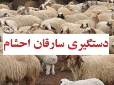 دستگیری سارقان احشام در ملکان 