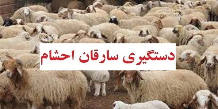 دستگیری سارقان احشام در ملکان 