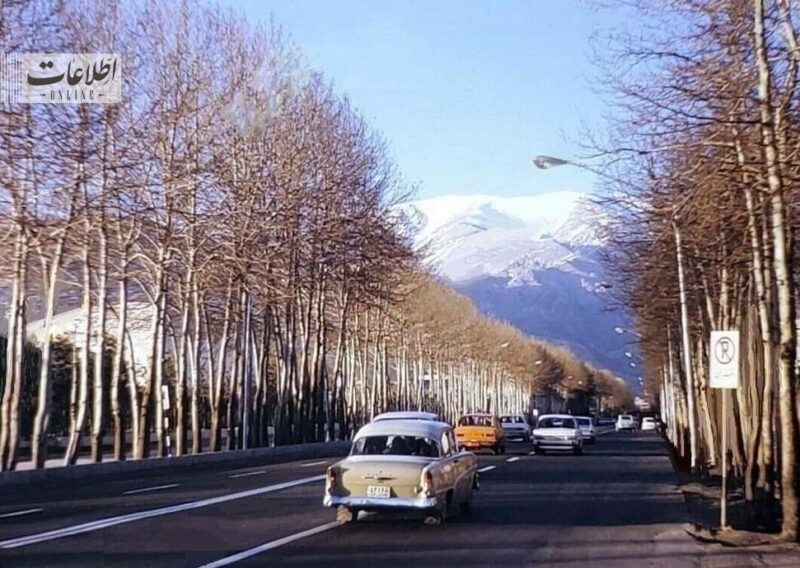 گزارش شهردار از چنار‌های خیابان ولیعصر (عج) ۸۰ سال پیش