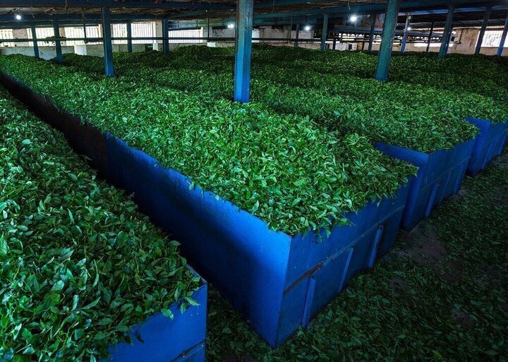 Iran’s tea export stands at 10,000 tons in 7 months