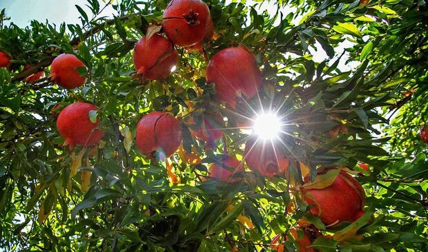 احداث ۲ هزار هکتار باغ جدید در لرستان