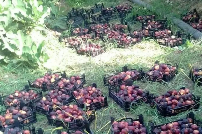 انجیرستان های معمولان آماده جذب سرمایه گذار
