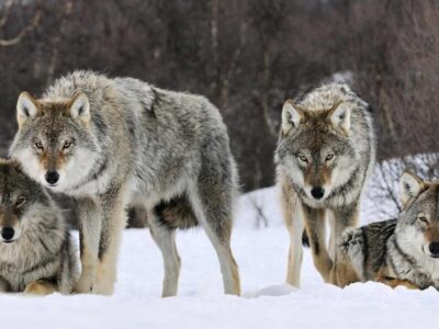 گرگ‌ها برای دومین بار در یک روز به روستایی در خوی حمله کردند/ چهار نفر راهی بیمارستان شدند