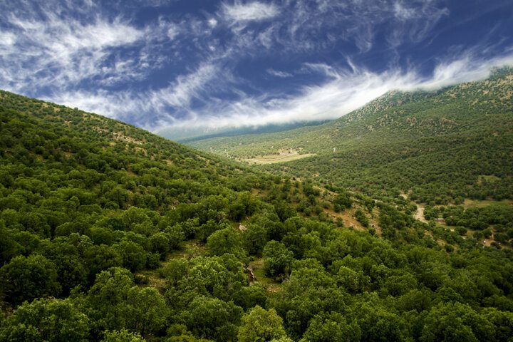 چگونه با عطسه بهاری خداحافظی کنیم؟