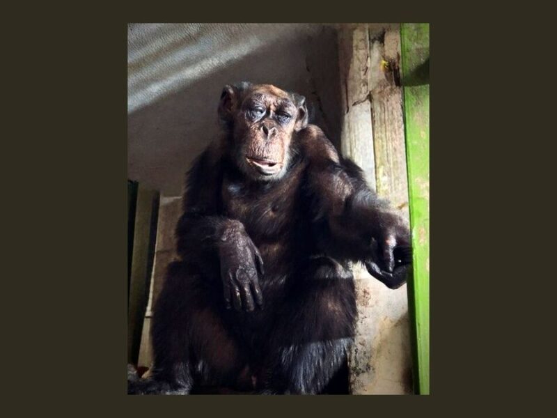 «پرویز» کهنسال ترین شامپانزه ایران از دنیا رفت