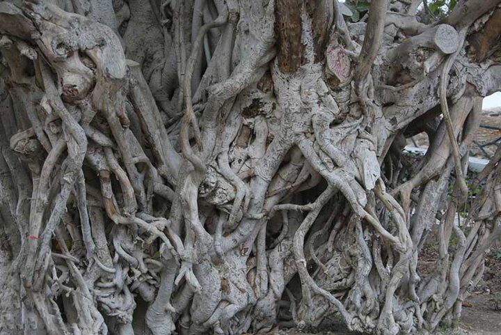 ۳ اثر طبیعی استان بوشهر در فهرست آثار ملی ثبت شد