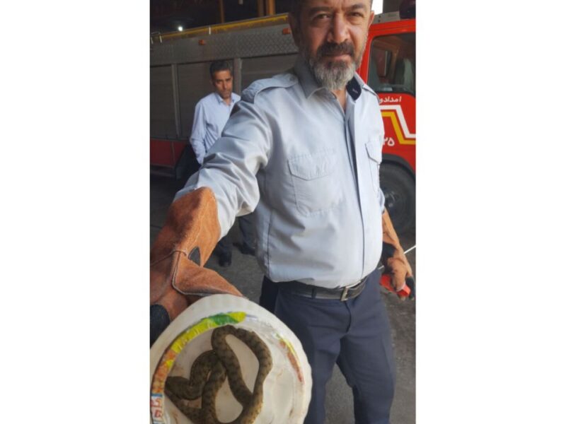 مارگیری از خودرو در شهرک میلاد مرند با حضور آتش‌نشانان شهرداری مرند