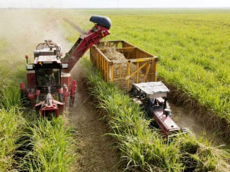 نیشکر به یکی از ارزندهترین سهام بازار سرمایه تبدیل میشود