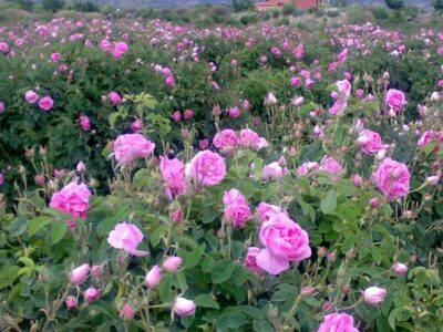 استحصال سالانه بیش از ۹۰۰ هزار لیتر گلاب از گلستان‌های آذربایجان‌ غربی