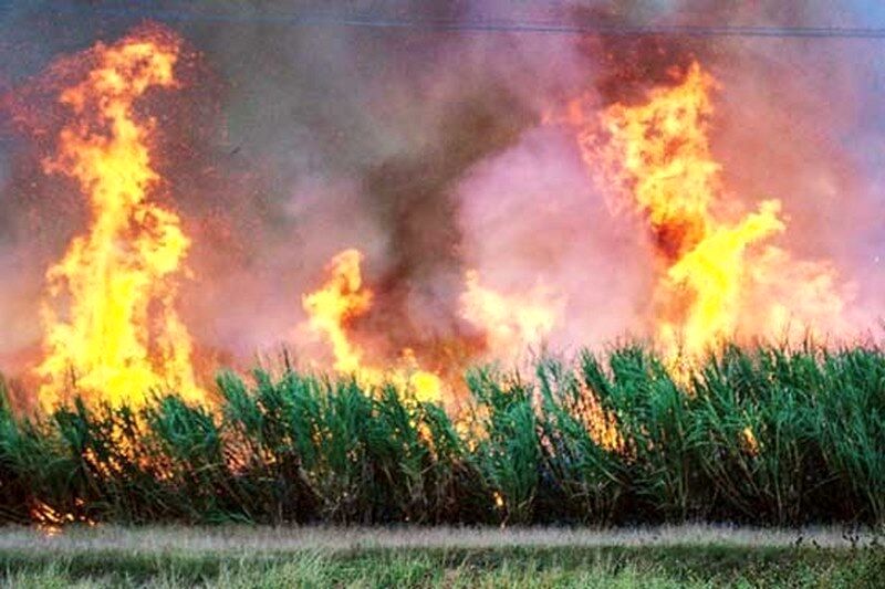 قائم‌پناه: نمی‌شود اهواز زیر دود سنگین سوزاندن مزارع باشد