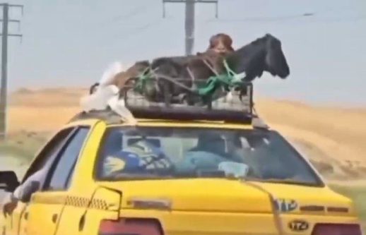 توقیف تاکسی متخلف حمل گوسفند در بناب