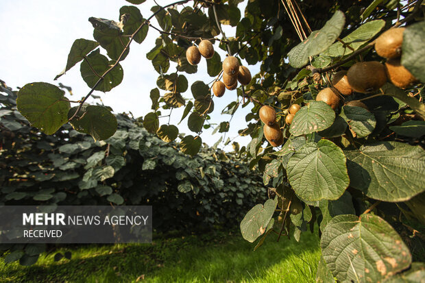 Iran’s Mazandaran exports over 17k tons of kiwi in 8 months