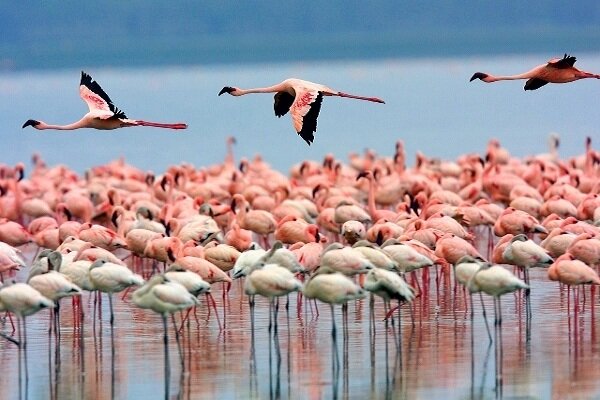 Flamingo migration highlights Makran Coast ecological value