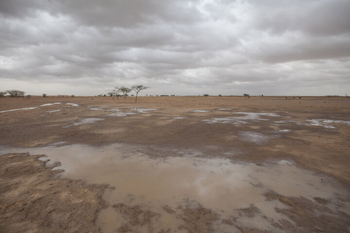 FAO urges action on rangeland restoration, drought resilience