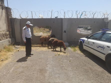 امانتدار جاده ها؛ برگشت ۳ راس گوسفند زنده به صاحبش توسط مامور پلیس راه پاکدست 